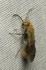 Sphaeropthalma unicolor