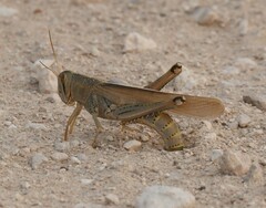 Schistocerca lineata