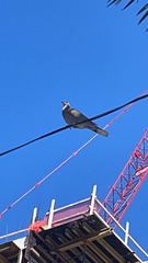 Streptopelia decaocto