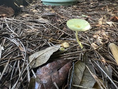 Leucocoprinus