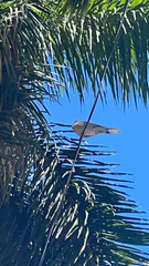 Streptopelia decaocto