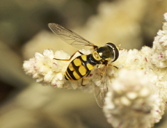 Simosyrphus grandicornis
