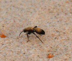 Dasymutilla bioculata