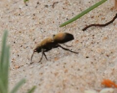 Dasymutilla bioculata