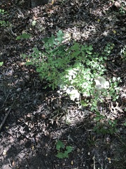 Styrax platanifolius