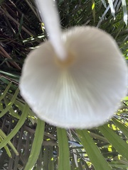 Leucocoprinus
