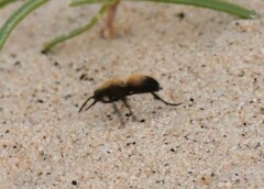 Dasymutilla bioculata