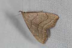 Macrochilo litophora