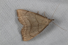 Macrochilo litophora