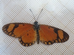 Acraea serena