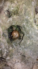 Fruticicola fruticum