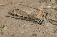 Argia alberta