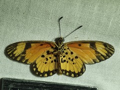 Acraea serena