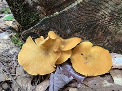 Tricholomopsis