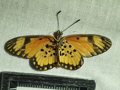 Acraea serena