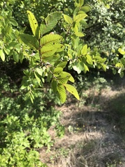 Planera aquatica