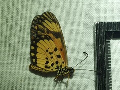 Acraea serena