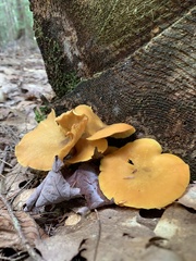 Tricholomopsis