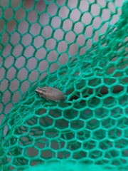 Sitona lineatus