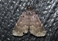 Idia lubricalis
