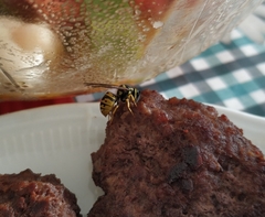 Vespula germanica