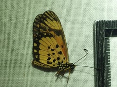Acraea serena