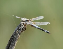 Libellula composita