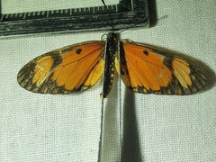 Acraea serena