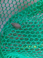 Sitona lineatus