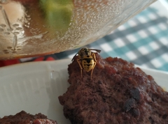 Vespula germanica