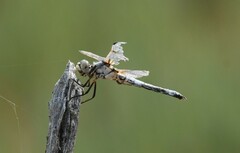 Libellula composita