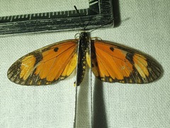 Acraea serena