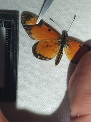 Acraea serena