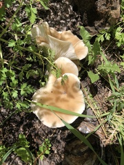 Pleurotus populinus