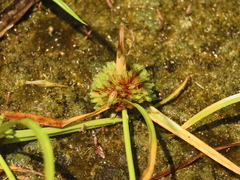 Cyperus michelianus