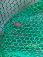Sitona lineatus