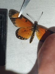 Acraea serena