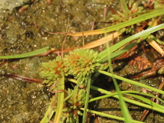 Cyperus michelianus