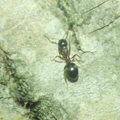 Dolichoderus quadripunctatus