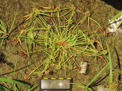 Cyperus michelianus