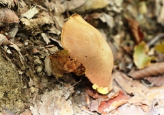 Chalciporus piperatus
