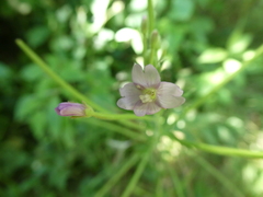 Epilobium parviflorum