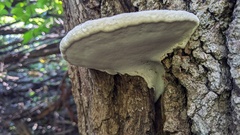 Ganoderma applanatum