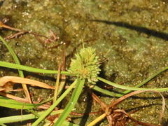 Cyperus michelianus