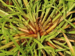 Cyperus michelianus