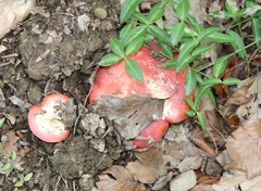 Russula rosacea