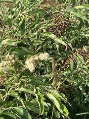 Viburnaceae