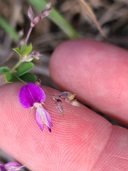 Lespedeza frutescens