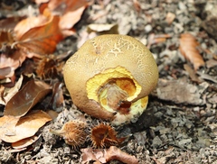 Suillellus luridus