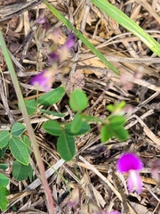 Lespedeza frutescens